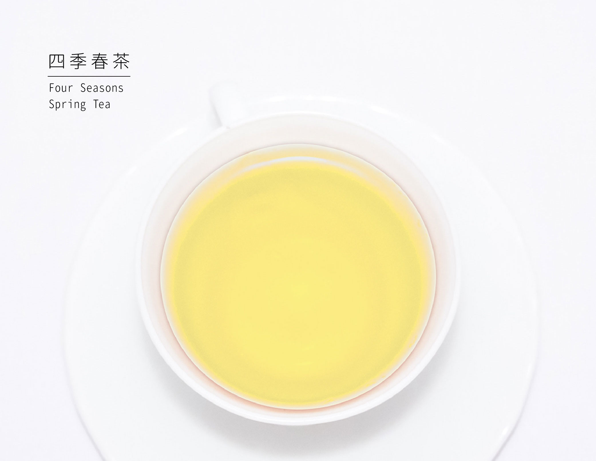 四季春茶